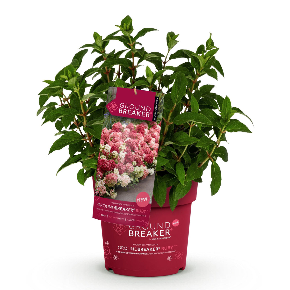 Hydrangea panniculata Groundbreaker Ruby, detail van het blad