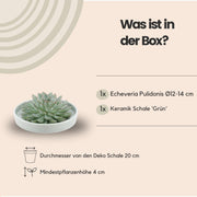 ROOTLESS Succulent Echeveria Pulidonis in schaal &