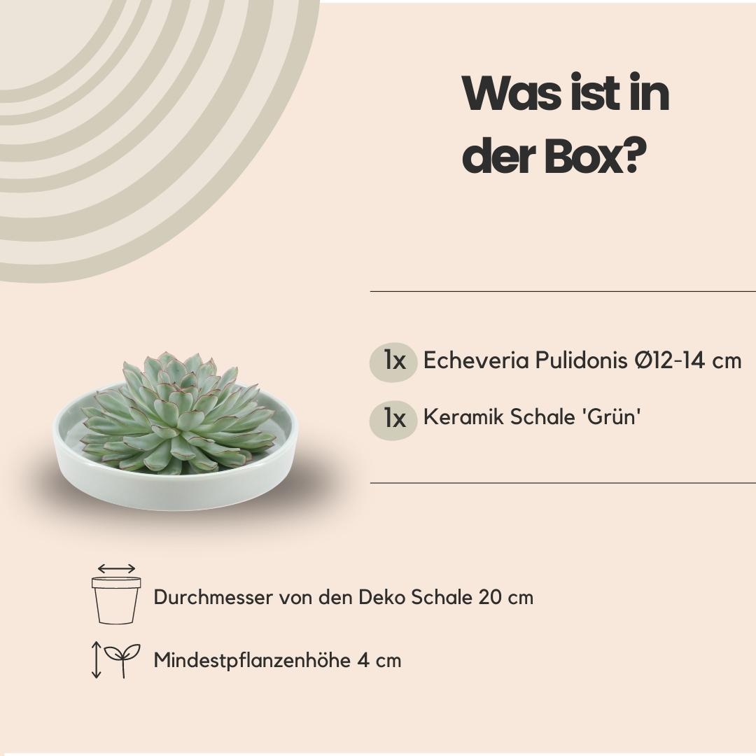 ROOTLESS Succulent Echeveria Pulidonis in schaal 'groen', groene bladeren