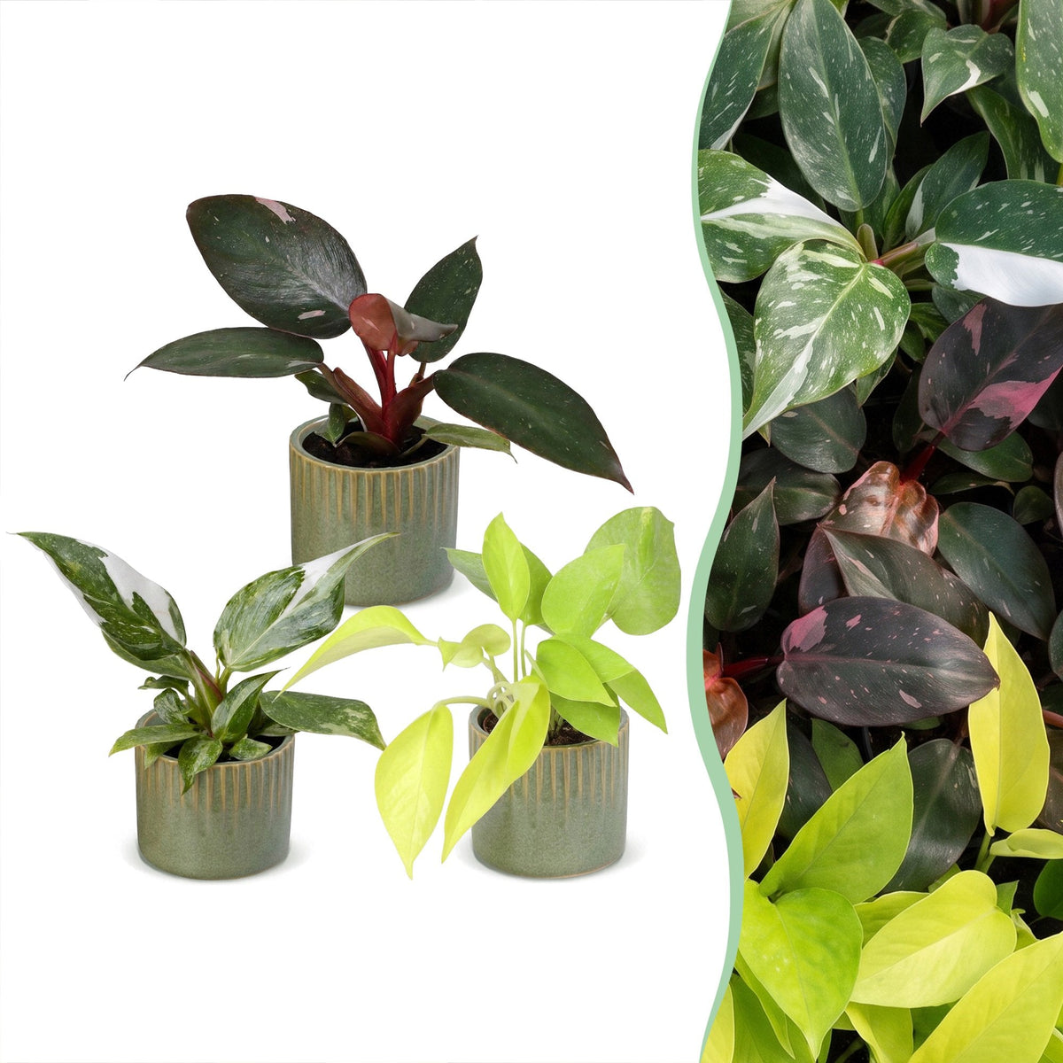 3x Baby Philodendron Tricolour