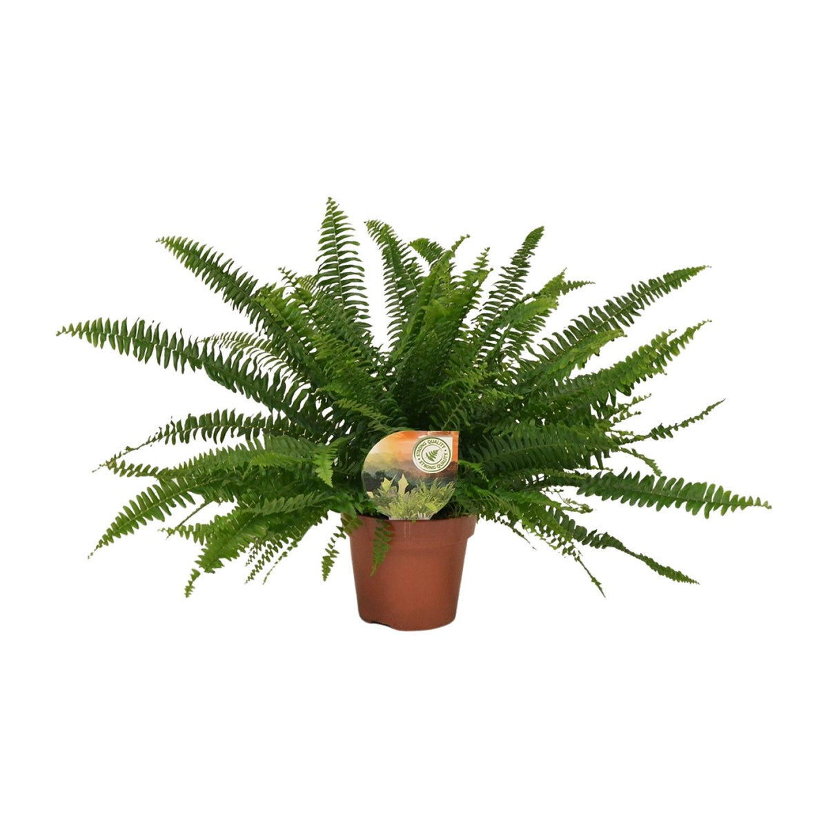 Detailfoto van Nephrolepis Green Lady