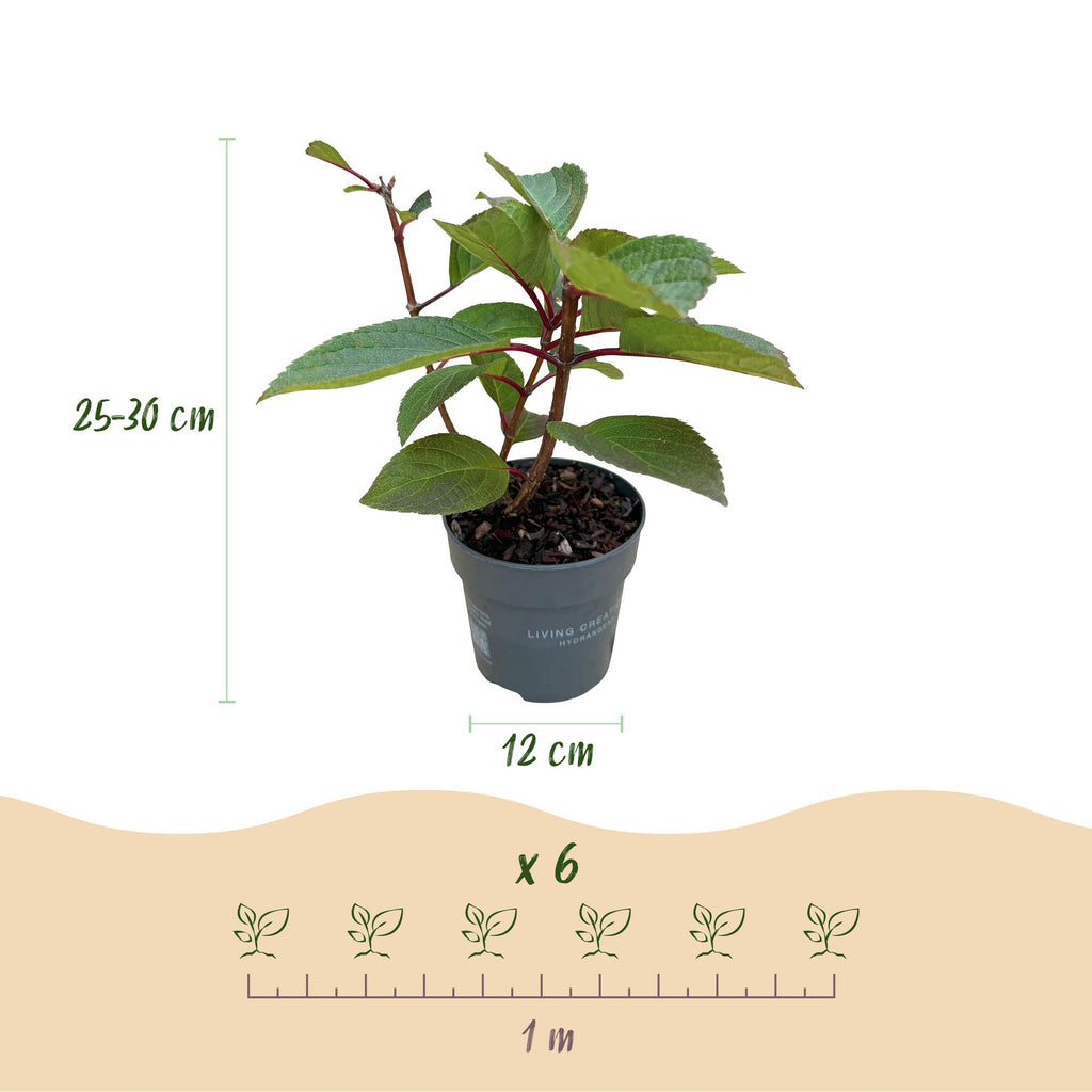 Pluimhortensia Living Infinity, plant in pot