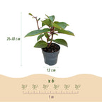 Pluimhortensia Living Infinity, plant in pot