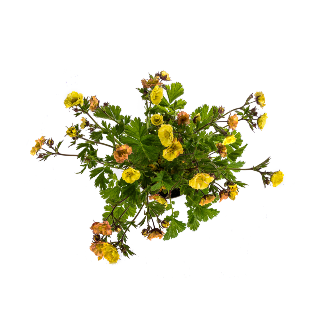 Geum Rivale Yellow, groeiwijze van de plant