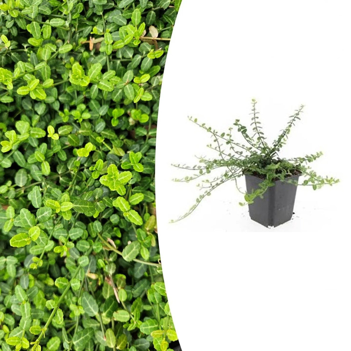 Euonymus fort. 'Minimus', plant in pot