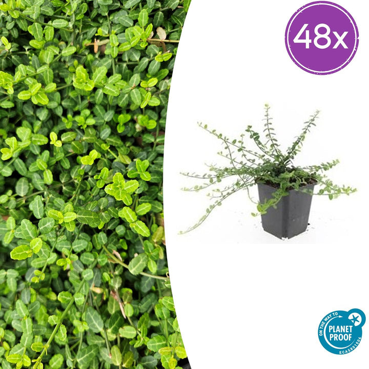 Euonymus fort. &