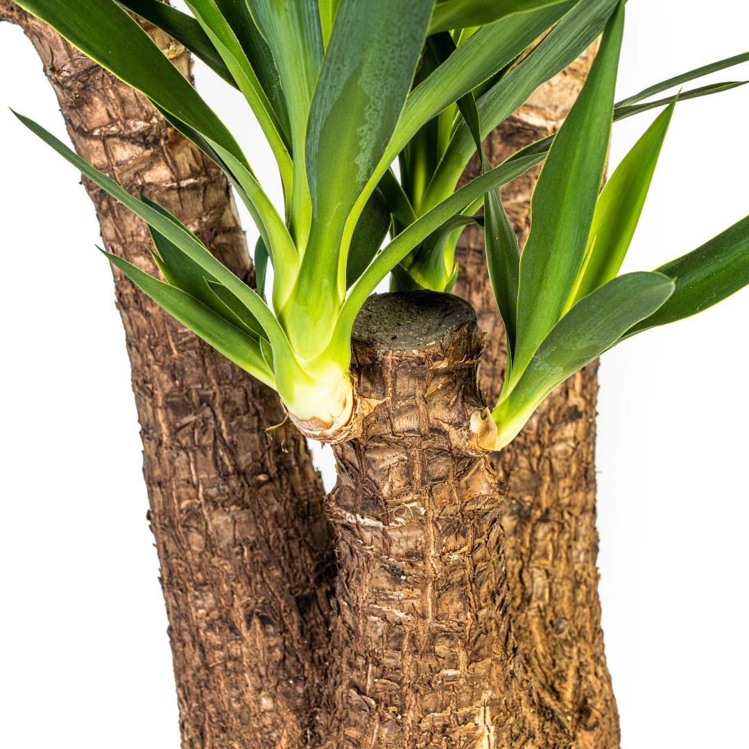 Yucca Elephantipes Vertakt, groene bladeren