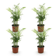 Chamaedorea elegans, 35-40 cm hoog