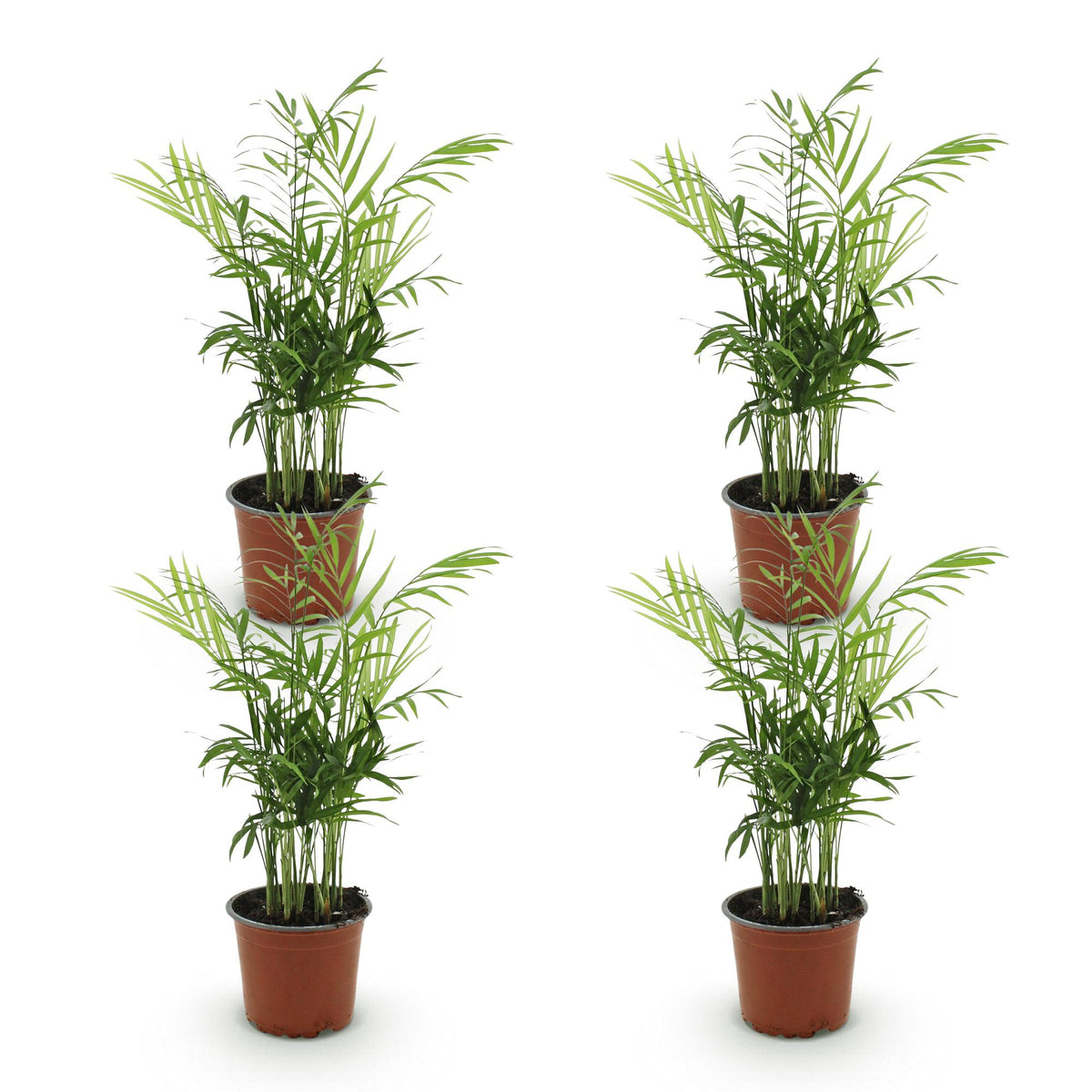 Productafbeelding van Pureplant
