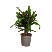 Codiaeum &