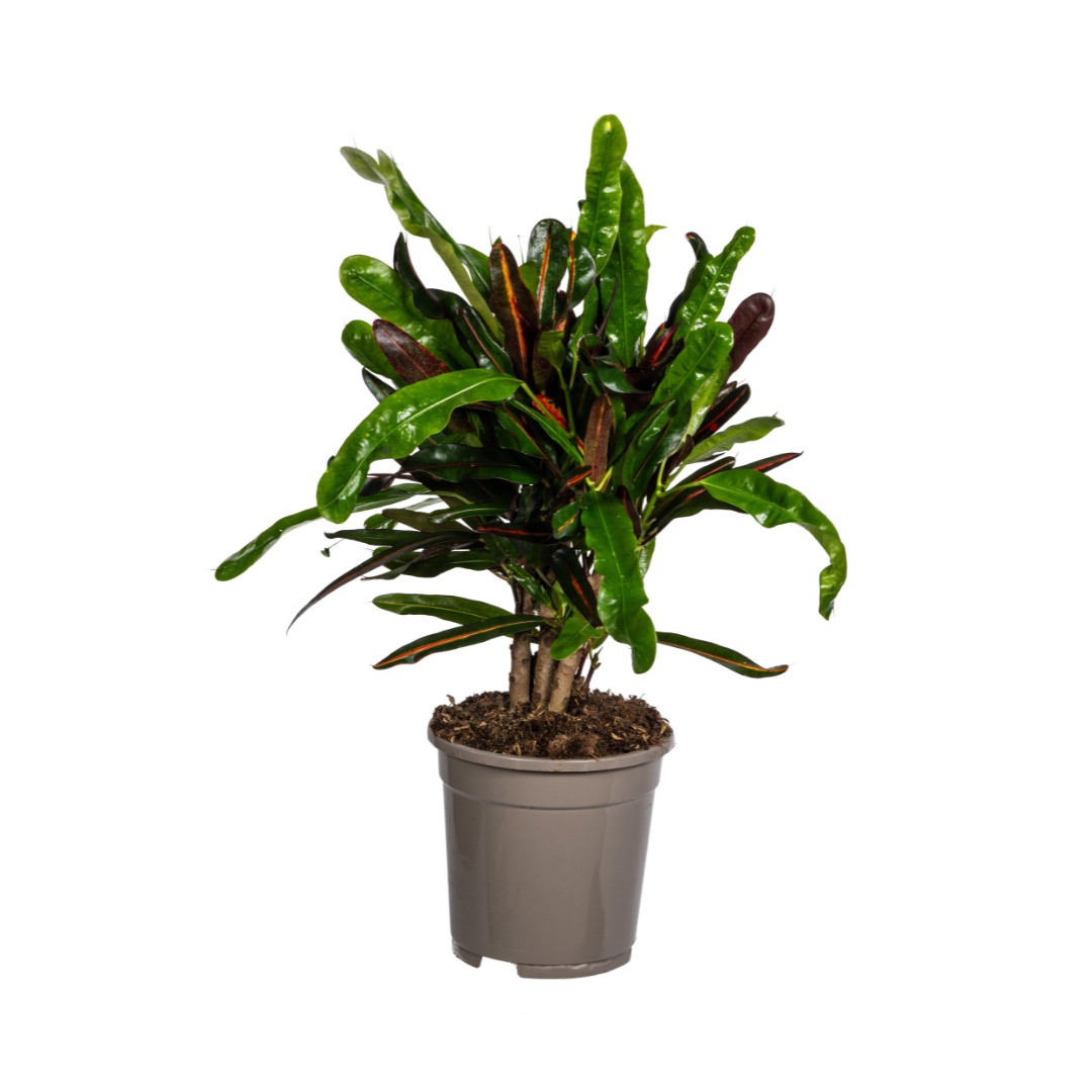 Codiaeum 'Croton' Mamey, plant in pot