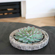 ROOTLESS Succulent Echeveria Pulidonis in schaal &