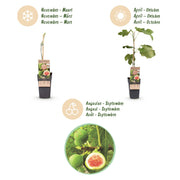 Ficus carica Brown Turkey