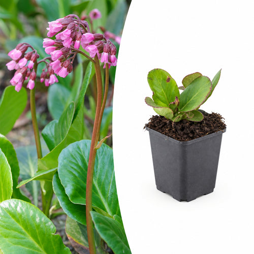 Bergenia cordifolia 'Herbstblüte', plant in pot