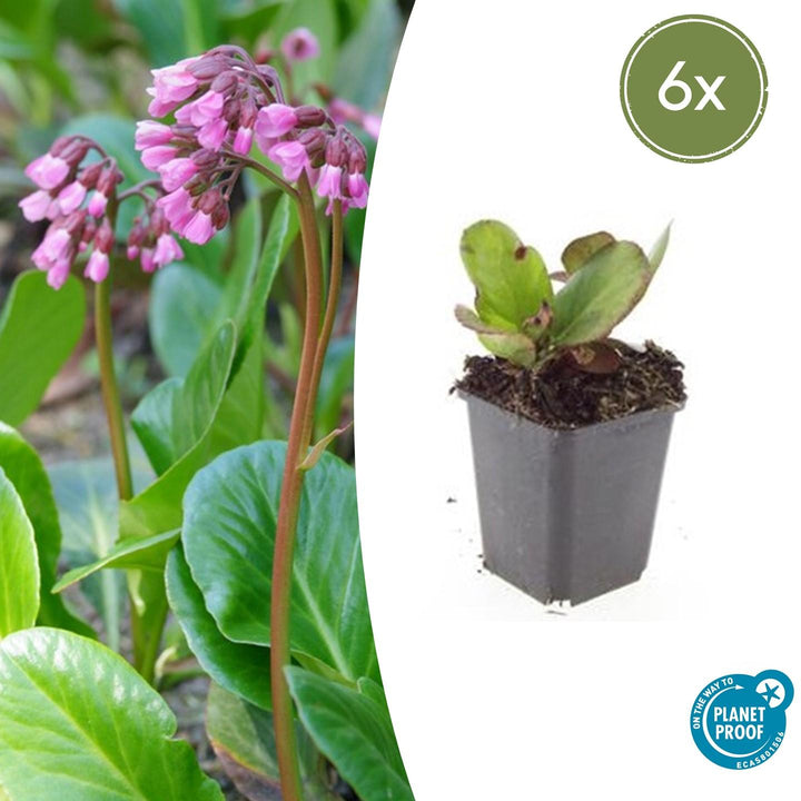 Bergenia cordifolia &