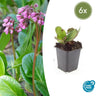Bergenia cordifolia 'Herbstblüte'