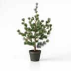 Dennenboom (Cedar Pine), plant in pot