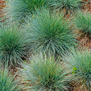 Festuca gautieri
