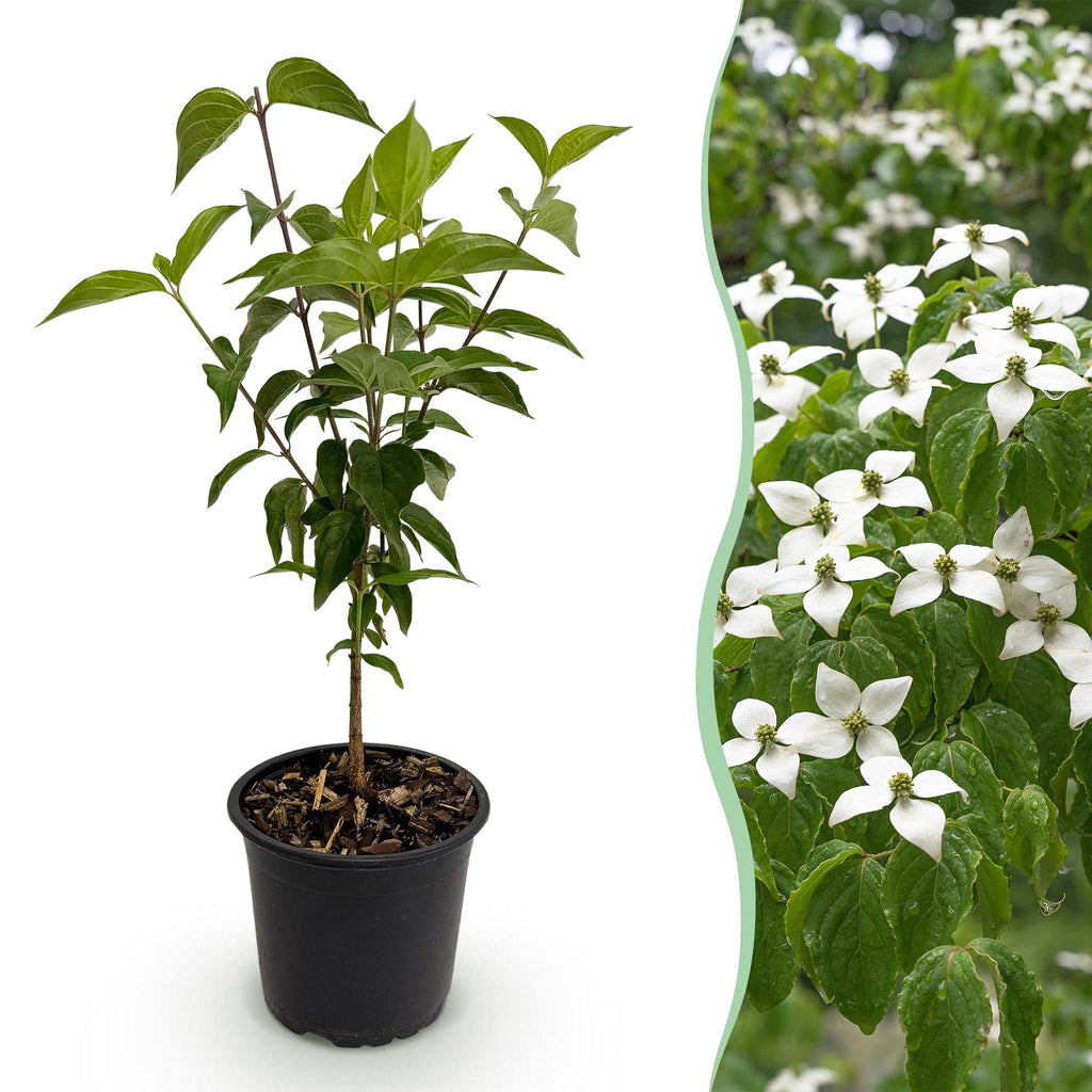 Cornus kousa chinensis, plant in pot