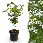 Cornus kousa chinensis, plant in pot