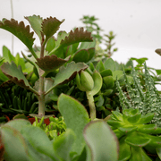Succulenten mix, pot 5,5 cm