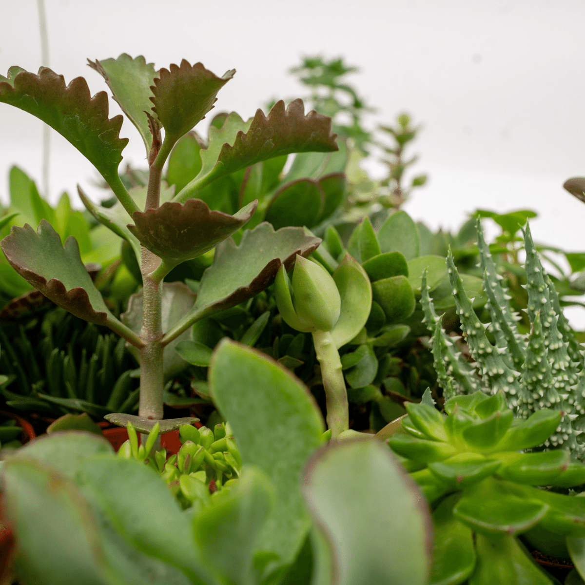 Productafbeelding van Pureplant