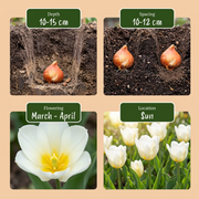 Triomftulp White bloembollen, wit, foto 4