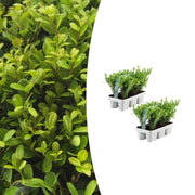 Ilex crenata &