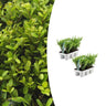 2 x Set van 6 Ilex crenata 'Jenny'