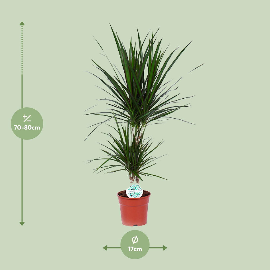 Detailfoto van Dracaena Marginata