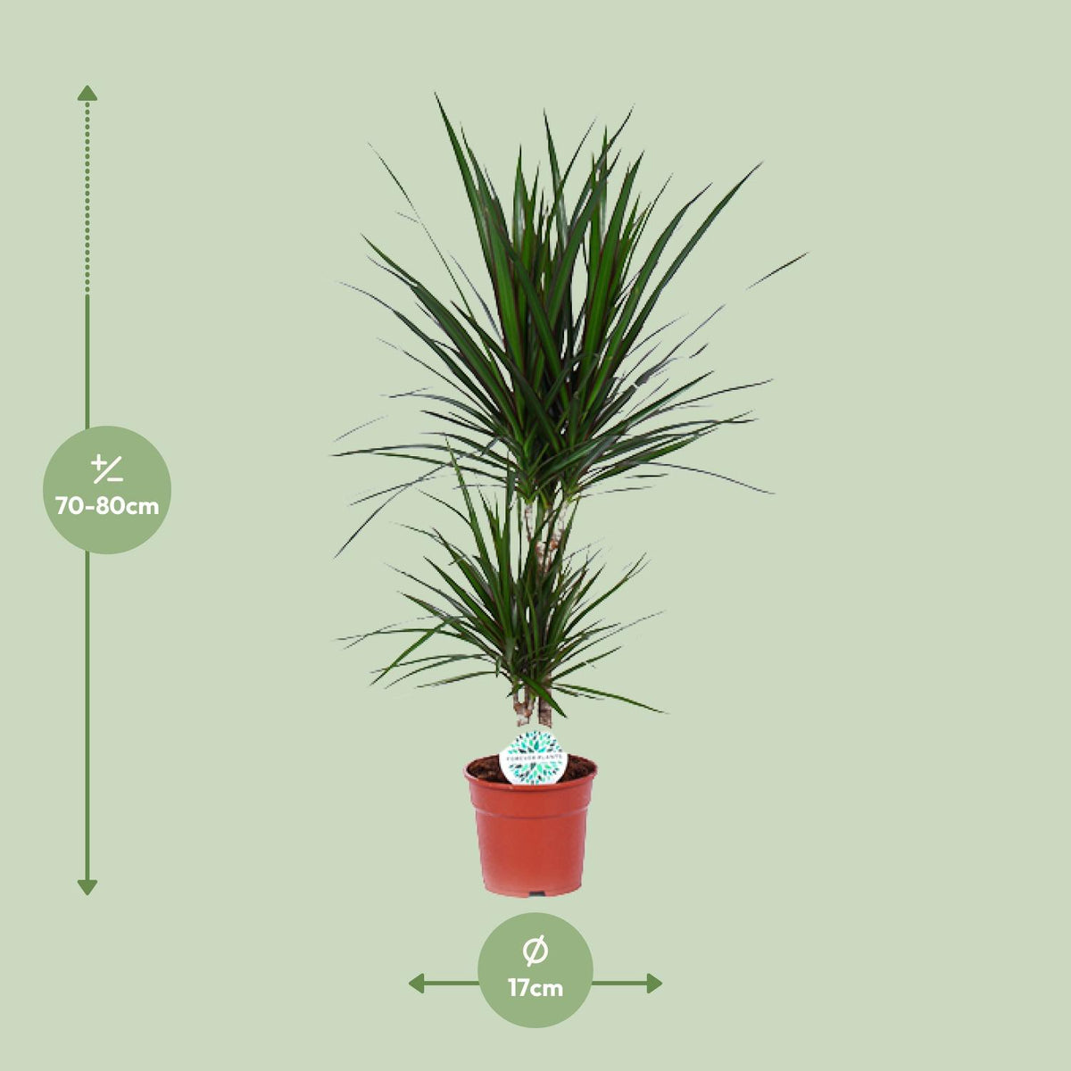 Detailfoto van Dracaena Marginata