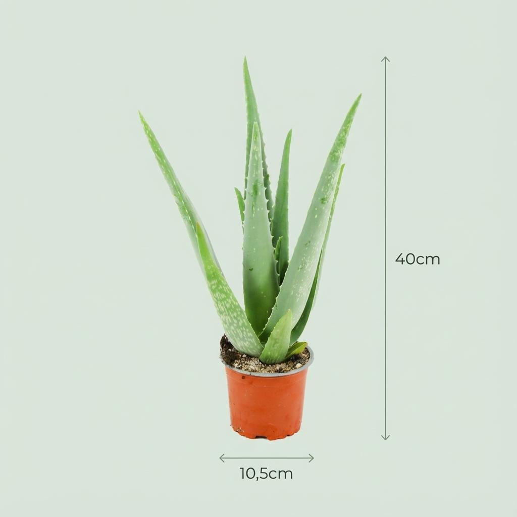 Aloë Vera, 40 cm hoog, kenmerkend blad