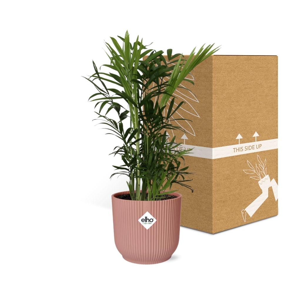 Detailfoto van Chamaedorea Elegans in ELHO Vibes Fold 14cm roze