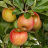 Malus domestica Elstar