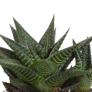 Gasteria/Haworthia mix