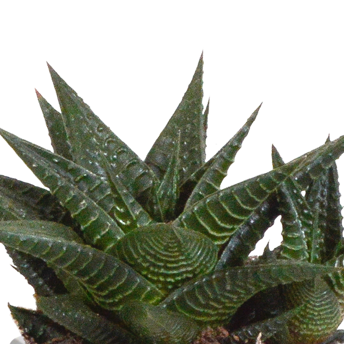 Productafbeelding van Pureplant