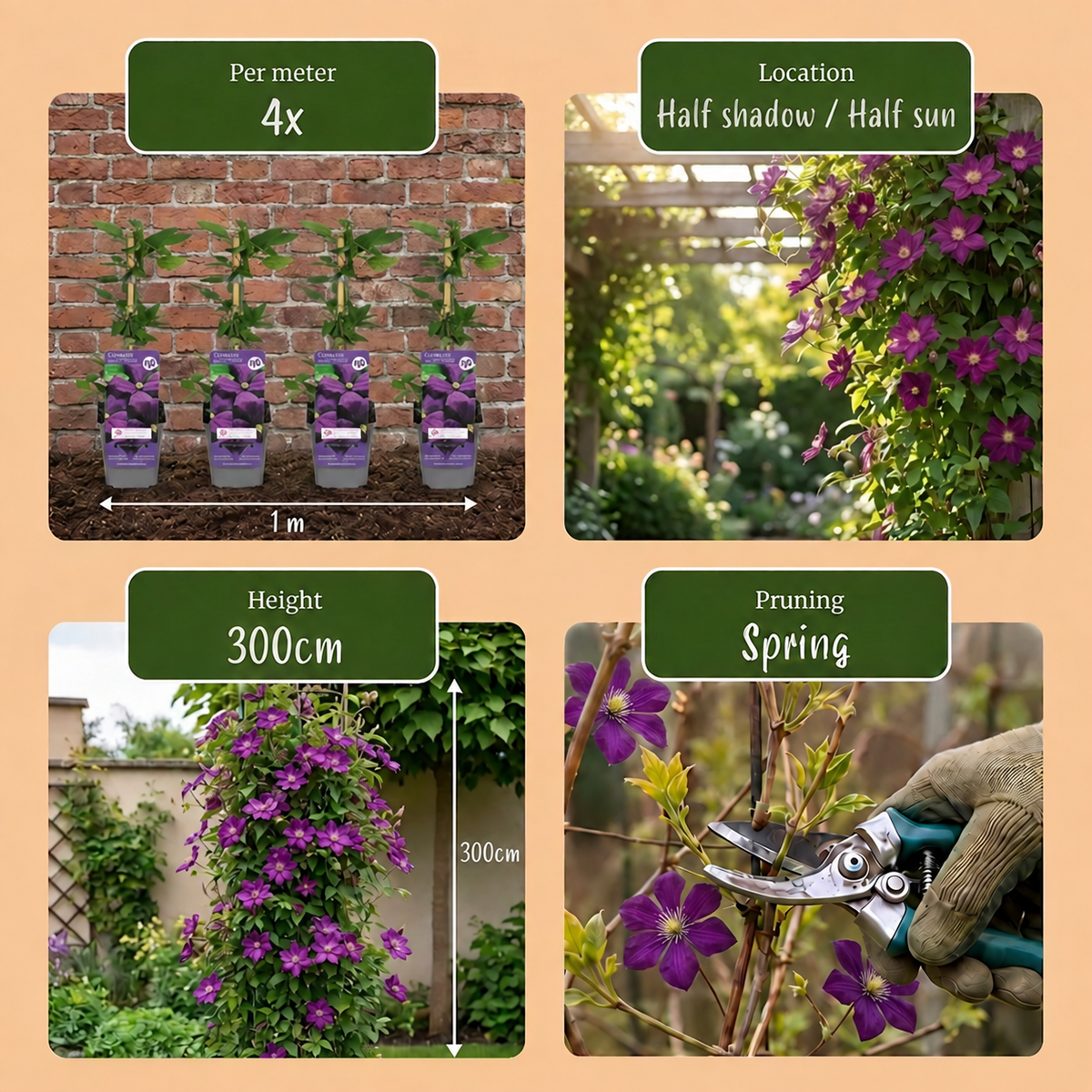 Clematis 'Etoile Violette' - paarse bosrank, groeiwijze van de plant