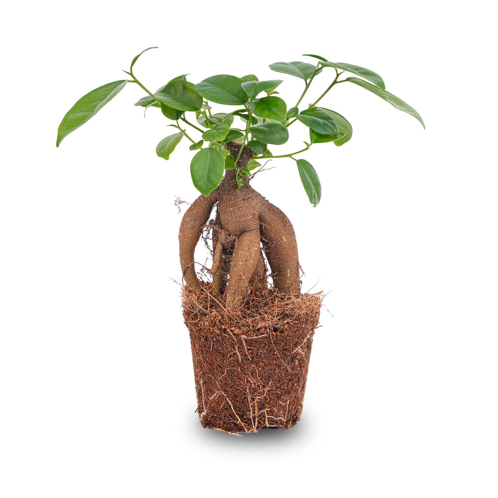 Ficus microcarpa 'Ginseng', bonsai met dikke wortelstam, kenmerkend blad