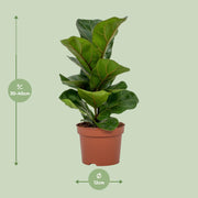 Ficus lyrata, vioolbladplant met groot blad, 30 cm hoog