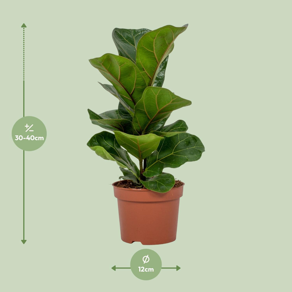 Ficus lyrata, vioolbladplant met groot blad, 30 cm hoog, detail van het blad