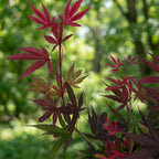 Japanse esdoorn Shaina, compacte boom met dieprood blad, groeiwijze van de plant
