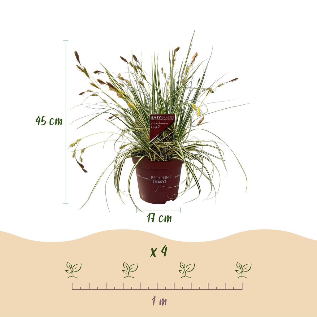 Carex oshimensis Evergold, kenmerkend blad