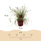 Carex oshimensis Evergold, kenmerkend blad