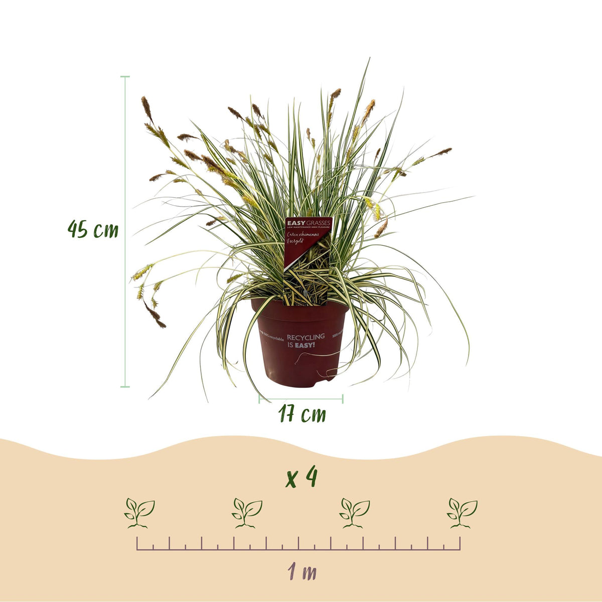 Carex oshimensis Evergold, kenmerkend blad