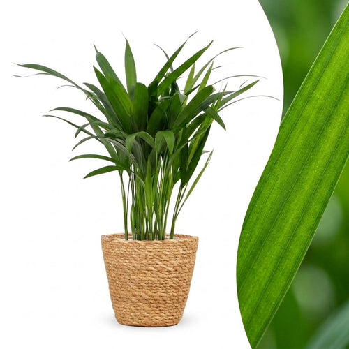 Areca Lutescens - Goudpalm met Mand, detail van het blad