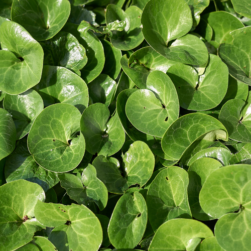 Asarum europaeum, plant in pot