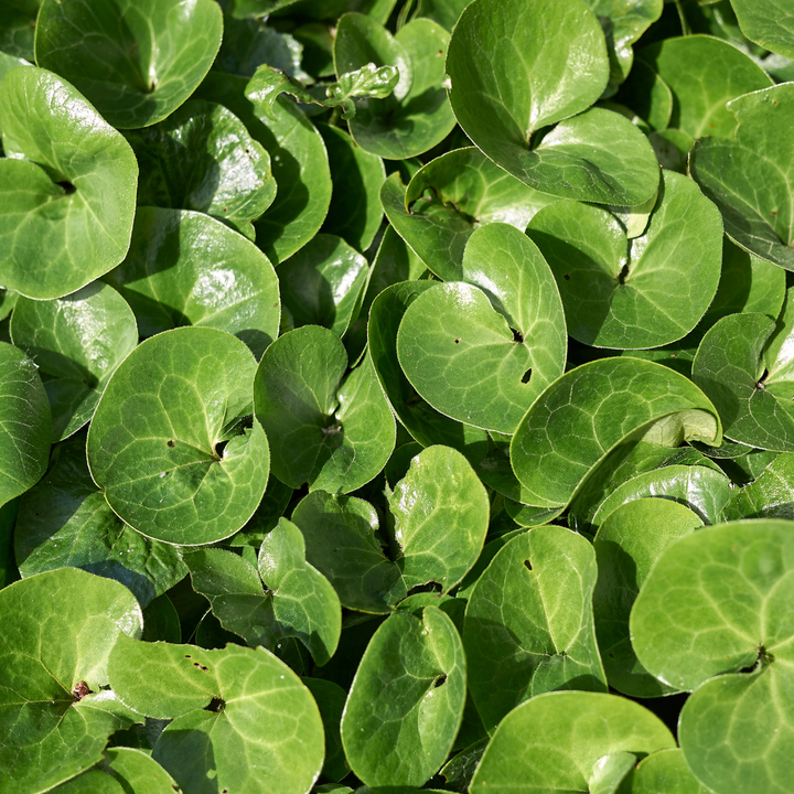 Asarum europaeum