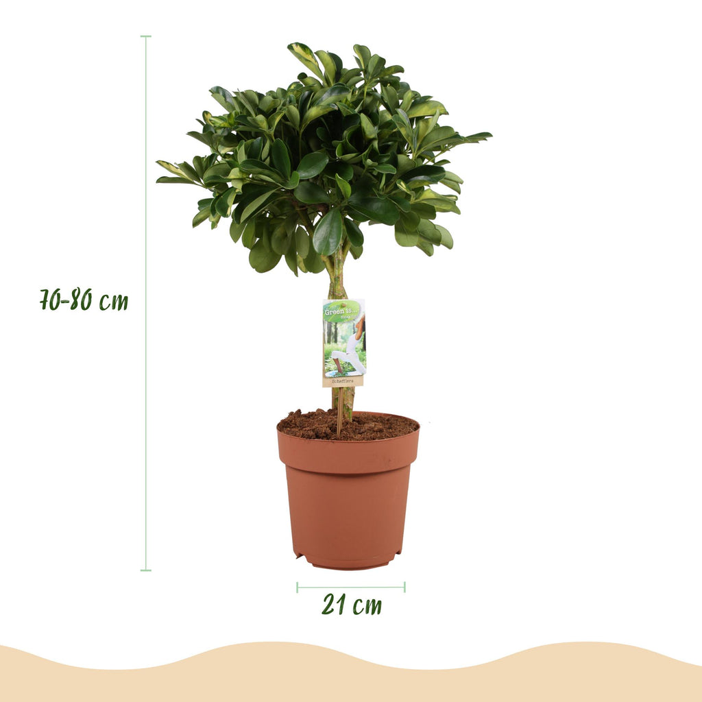 Schefflera Gold Capelle, groene bladeren