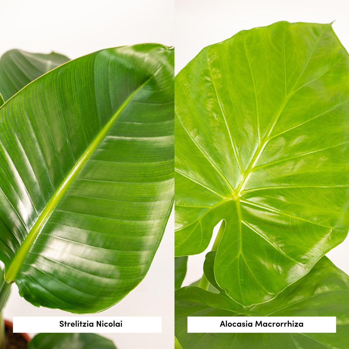 Detailfoto van Strelitzia Nicolai