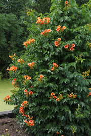 2x - Campsis &